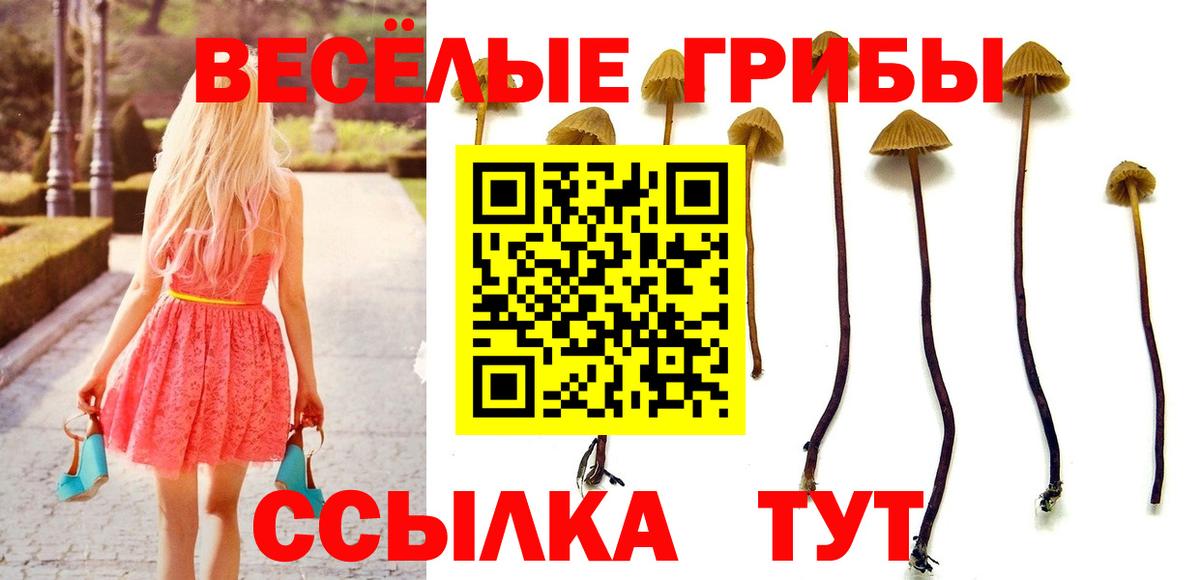 Галлюциногенные грибы Psilocybine cubensis  Нурлат  Псилоцибиновые грибы прущие грибы 